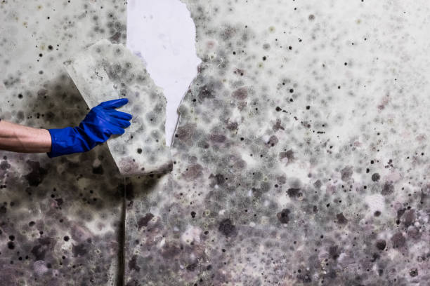 Certified Mold Removal in Grand Rapids, MN