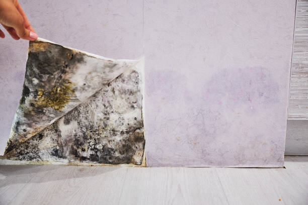 Best Local Mold Removal Service  in Grand Rapids, MN
